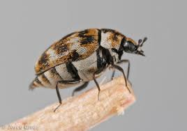 carpet beetles treatment control