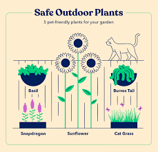 pet safe plants their health benefits