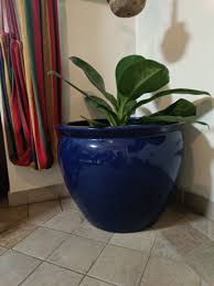 large flower pot blue free plant