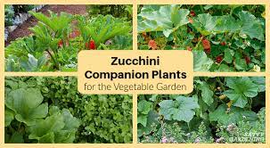 Zucchini Companion Plants For The