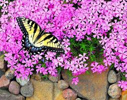 How To Grow And Care For Creeping Phlox