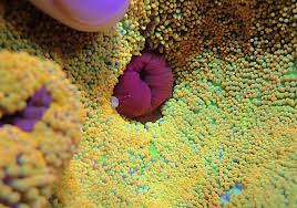 carpet anemone reef builders