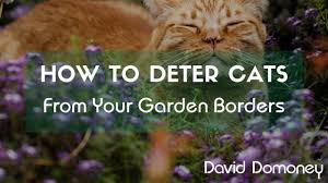 deter cats from your garden borders