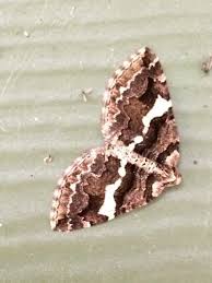 variable carpet moth anticlea