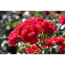 flower carpet r rose cherry