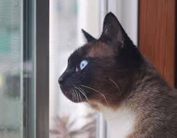 The cats look elegant, and. 5 Facts About Siamese Cats 5 Facts About Siamese Cats