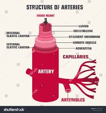 Vector Medical Structure Artery Icon