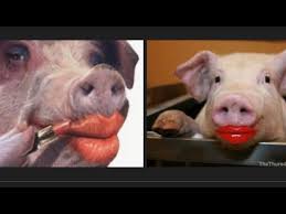lipstick on a pig you