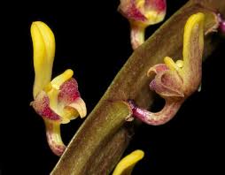 Bulbophyllum falcatum