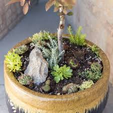 Miniature Succulent Garden Ideas