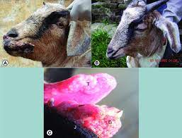 orf infection in goats clinical