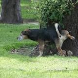 why-do-dogs-kick-up-grass-after-they-pee
