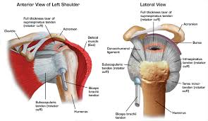 Shoulder Injury Get Help At Greenfield Orthopedics