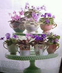 The most common african violet indoor material is metal. 47 Violets Ideas African Violets African Violets Plants Planting Flowers