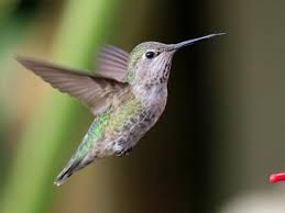Annas Hummingbird Identification All About Birds Cornell