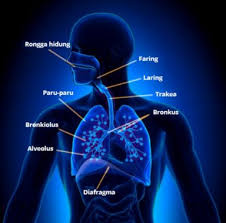 Untuk lebih jelasnya mengenai mekanisme pernafasan perut, perhatikan gambar berikut. Diafragma Pengertian Fungsi Cara Kerja Dan Struktur Terlengkap