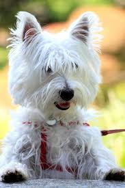 16 curly haired dog breeds playbarkrun. 14 Small White Dog Breeds Fluffy Little White Dogs