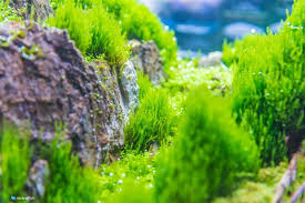 Flame Moss How To Plant Care Grow