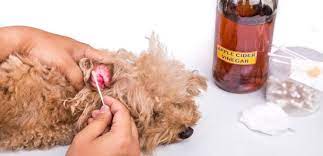 cure your dog ear infection