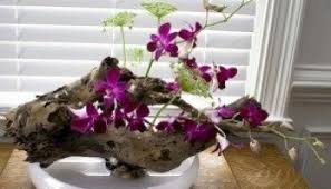 Use a streamlined sphere planter to create a dynamic hanging basket for orchids. Easy Diy Orchid Mounting Kauai Seascapes Nursery Inc