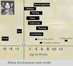 Kitten Senses And Milestones Chart Poc