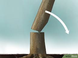 Leave about 10% of the width as a hinge. How To Fell A Tree With Pictures Wikihow