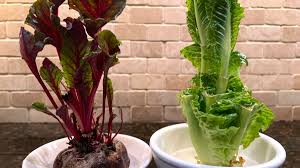regrow vegetables to reduce waste save