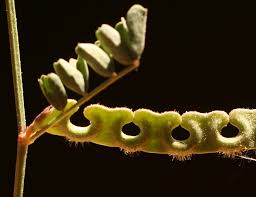 Hippocrepis unisiliquosa L. | Flora of Israel Online