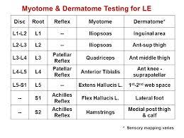 Myotome Testing Bismi Margarethaydon Com