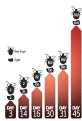 Bed Bug Removal Shoreline Pest Control
