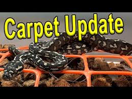 jungle carpet python hatchling update