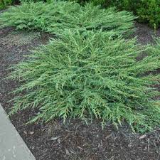 juniperus horizontalis 30cm diameter