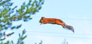 Living with a flying squirrel: How Much Does A Flying Squirrel Cost 2020