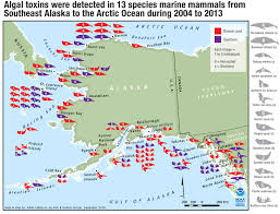 Alaska Journal Algal Toxins Found In Alaska Marine Mammals