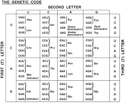 Codon Chart Central Dogma Molecular Biology Genetics