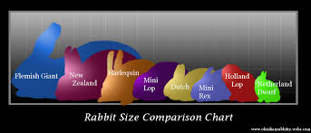 Mini Rex Rabbit Color Chart And Easy To Care For Breeds