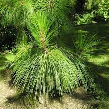 Buy Yunnan Pine Tree Seeds Pinus