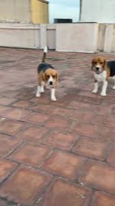 top dog walking in chennai with best