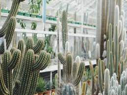 7 Steps For The Perfect Cactus Garden