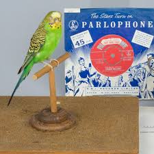 The bird was slow to find its way to america, arriving about 1920, but became wildly popular by the 1950s. Listen To Sparkie Williams The World Champion Talking Pet Budgie Who Lived On Tyneside Chronicle Live