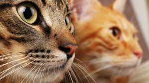 why cat and cat urine smells so bad