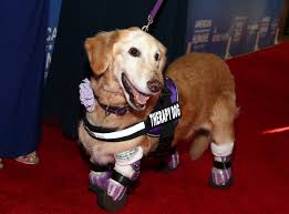 hero dog with utated legs forgives