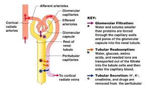 Physiology Of Urine Formation Online Biology Notes