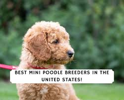 8 best mini poodle breeders in the u s