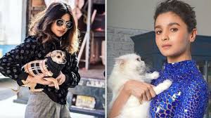 Compare services near you for the best prices get pet sitters, groomers, dog walkers and pet boarding near you get the 5 best nearby with just one request. Pet Shops In Mumbai List 2021 Updated Pet Shop Near Me