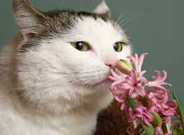 The aspca also provides a poison emergency phone line and they maintain one of the most comprehensive databases of flowers and plants toxic to pets. Cats And Flowers Cats And Flowers