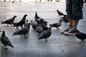 Bird flu in indore meanwhile, in indore, the bird flu virus has been detected in around 50 crows whose carcasses were found in the city recently. Do Pigeons Carry Diseases Is Touching Them Dangerous Pigeonpedia