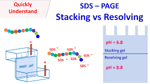 sds page stacking vs resolving gel