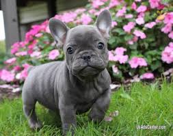 Raleigh, nc | new york, newark, jersey city, ny, nj | denver, aurora, lakewood, colorado | hartford, west hartford, east hartford, conneticut | minneapolis, st. Sonora French Bulldog Pups For Sale Pets For Sale In Seattle Washington Usadscenter Com Mobile 200668
