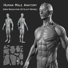 This image is a derivative work of the following images: Human Male Anatomy Model By Amardeep 3docean
